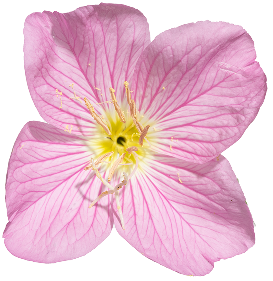 Poppy Overlap